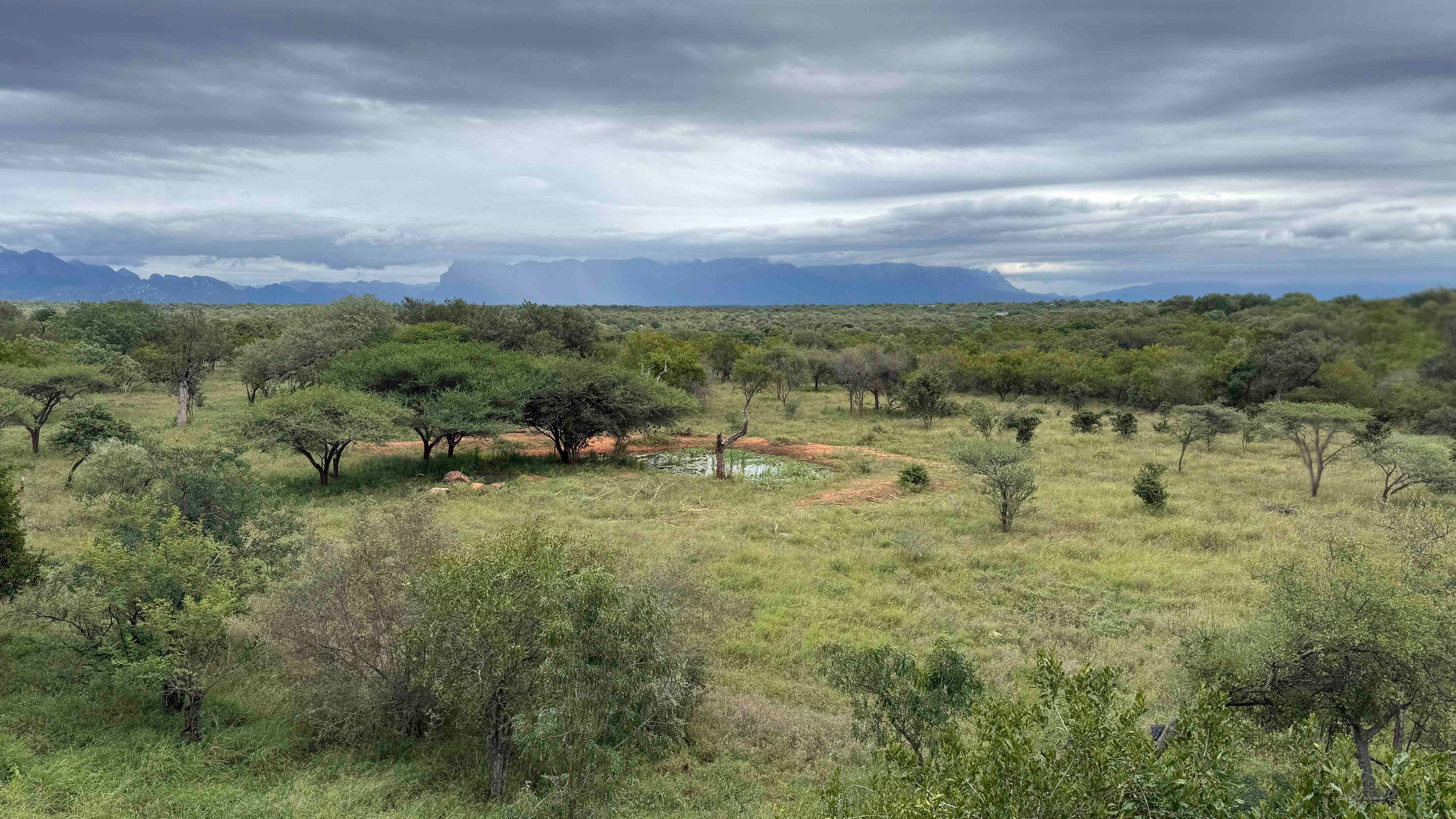 Savana of south africa